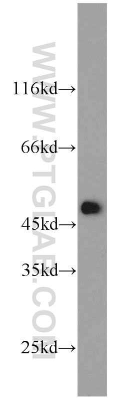 Western Blot (WB) analysis of HEK-293 cells using FCHSD1 Polyclonal antibody (23362-1-AP)