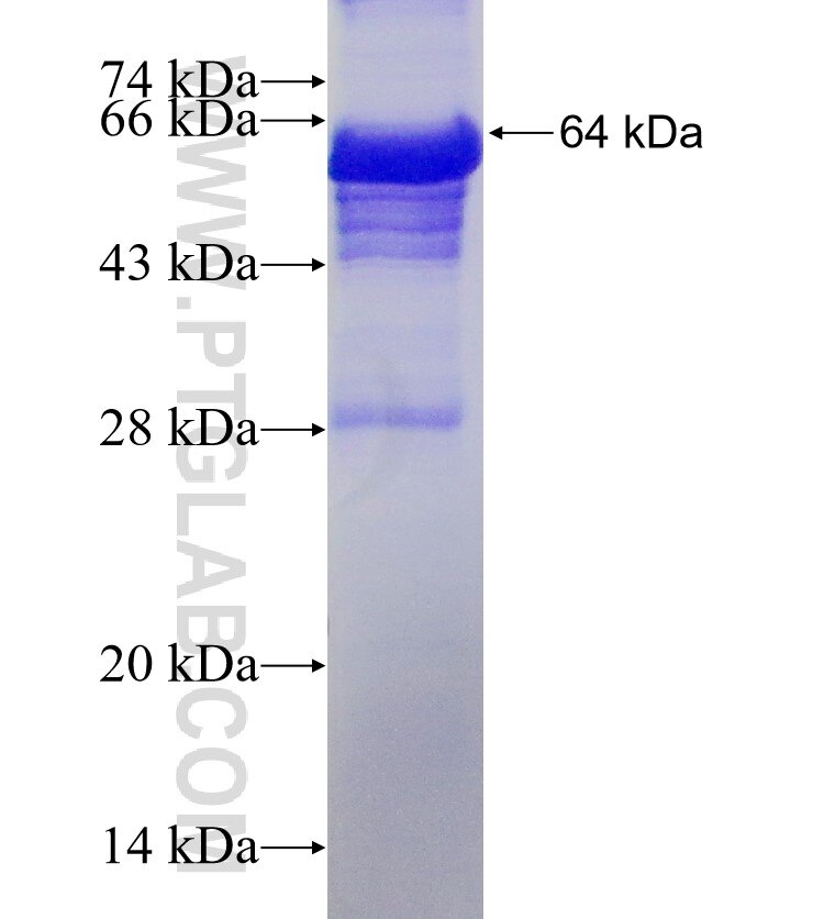 FCHSD1 fusion protein Ag19963 SDS-PAGE