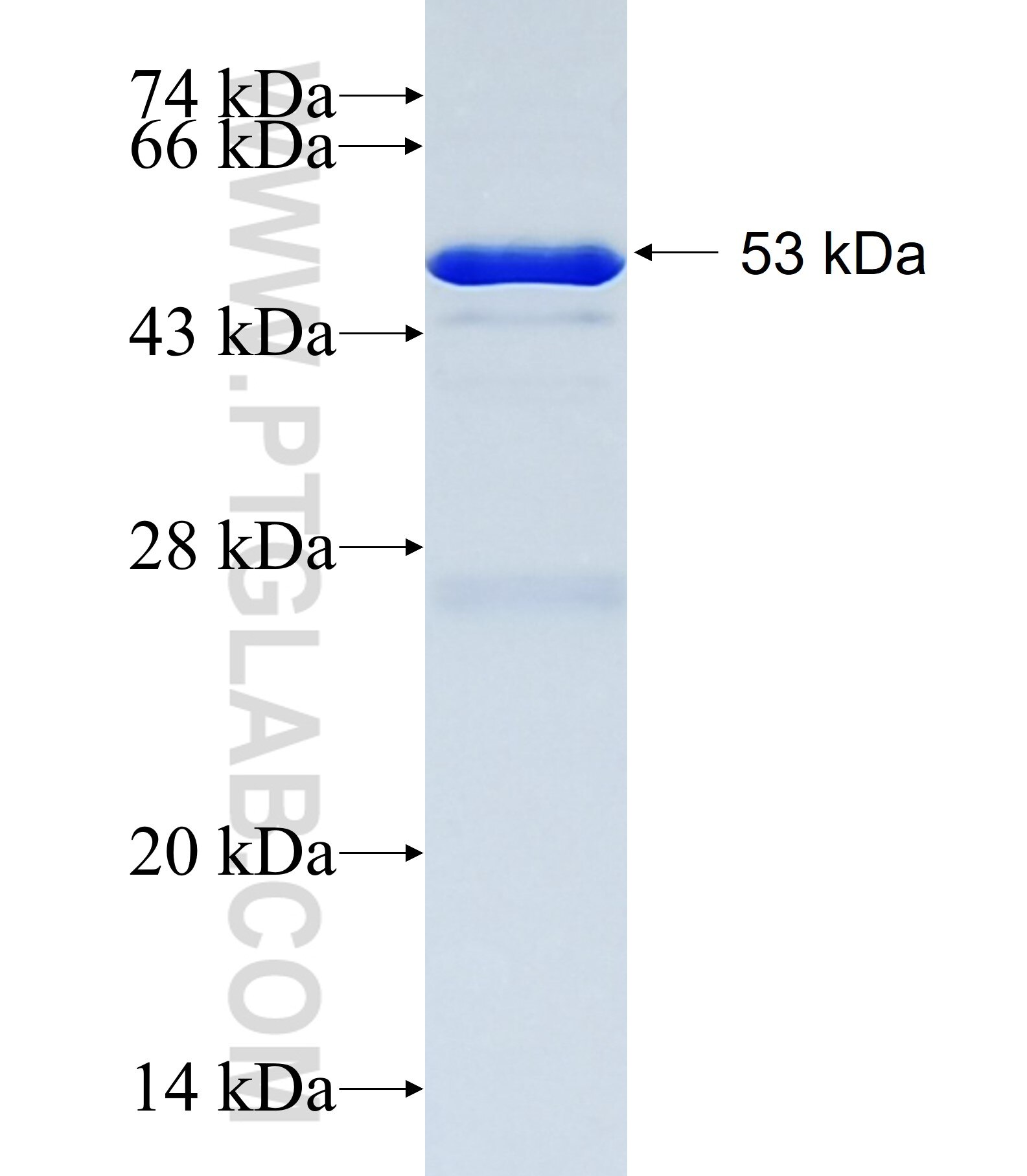 FCHSD2 fusion protein Ag27818 SDS-PAGE