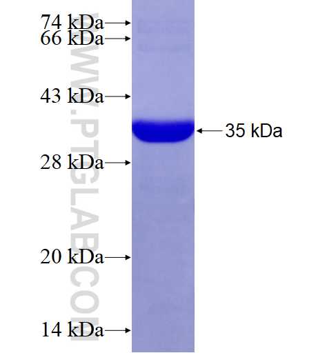 FCHSD2 fusion protein Ag27833 SDS-PAGE