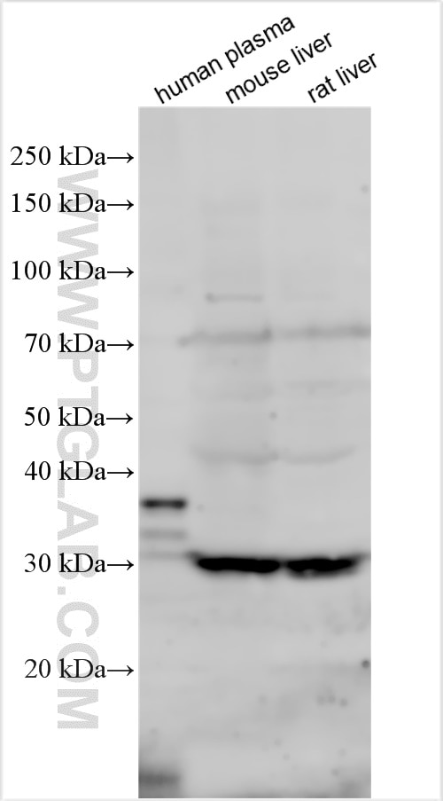 Western Blot (WB) analysis of various lysates using FCN1 Polyclonal antibody (11775-1-AP)