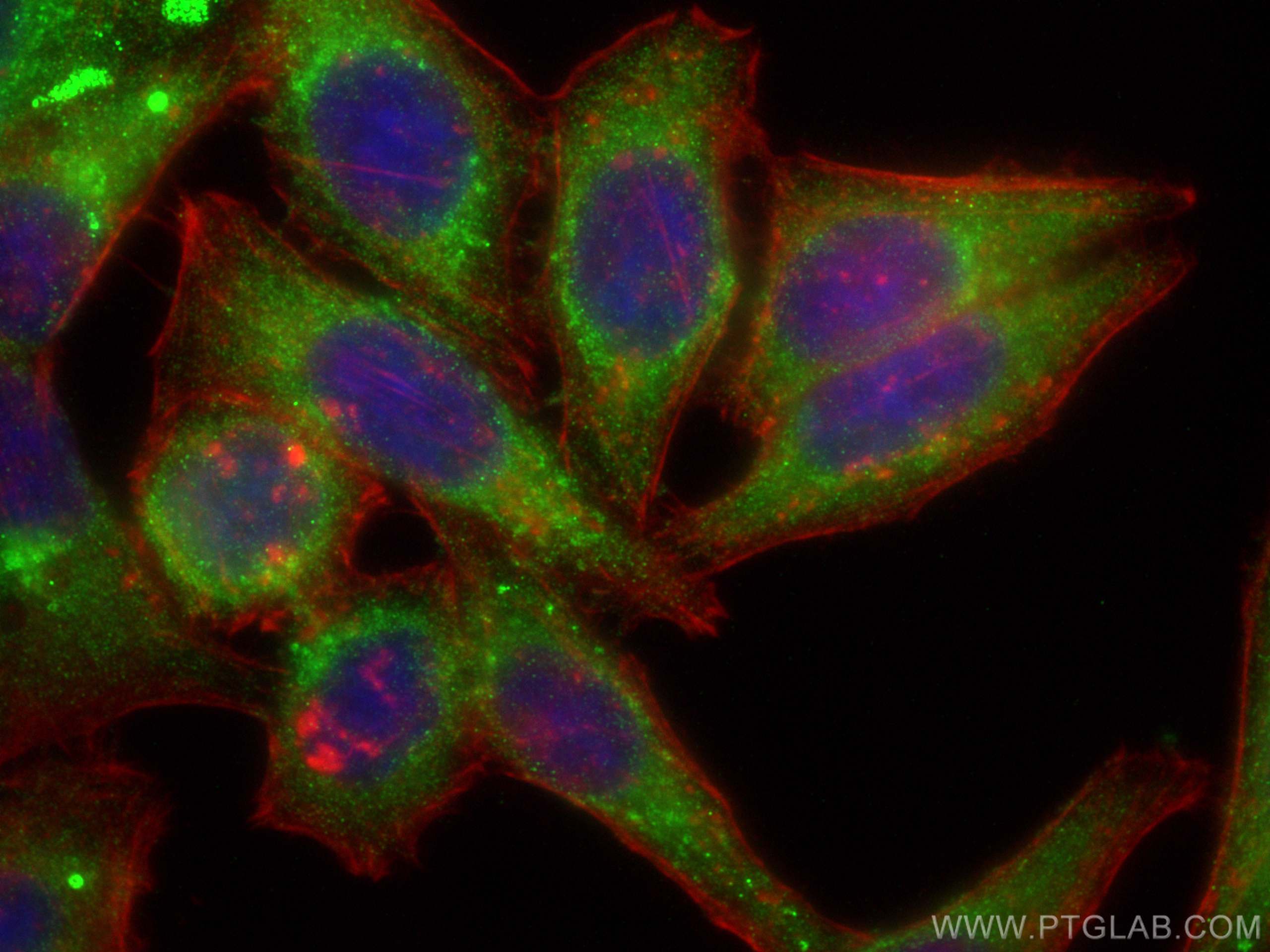 Immunofluorescence (IF) / fluorescent staining of HepG2 cells using Ficolin 3 Polyclonal antibody (11867-1-AP)