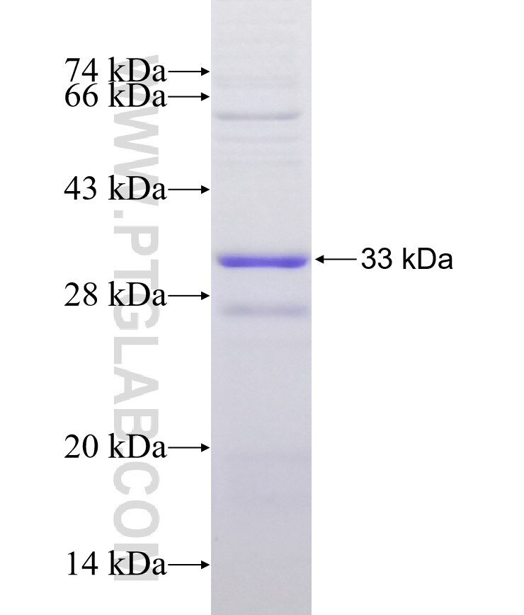 FCN3 fusion protein Ag30255 SDS-PAGE