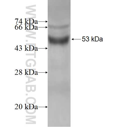 FCN3 fusion protein Ag2449 SDS-PAGE