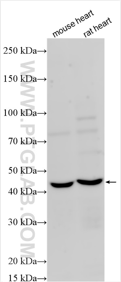 FCRL1