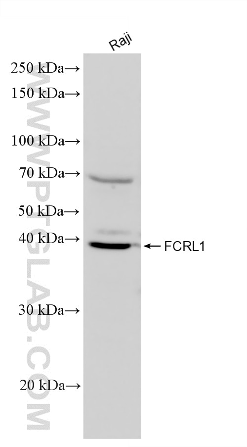WB analysis of Raji using 33184-1-AP (same clone as 33184-1-PBS) Western Blot (WB) analysis of Raji cells using FCRL1 Polyclonal antibody (33184-1-AP)