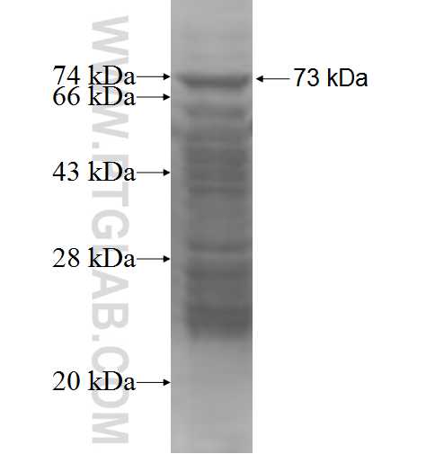 FCRL1 fusion protein Ag4531 SDS-PAGE