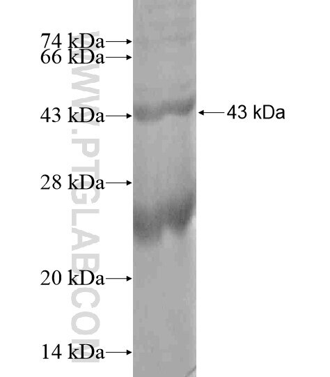 FCRL2 fusion protein Ag19200 SDS-PAGE