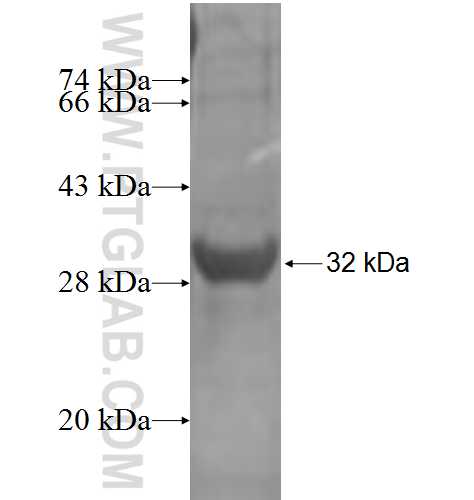 FCRL3 fusion protein Ag4115 SDS-PAGE