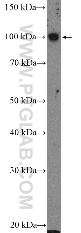 Western Blot (WB) analysis of Raji cells using FCRL5 Polyclonal antibody (26503-1-AP)