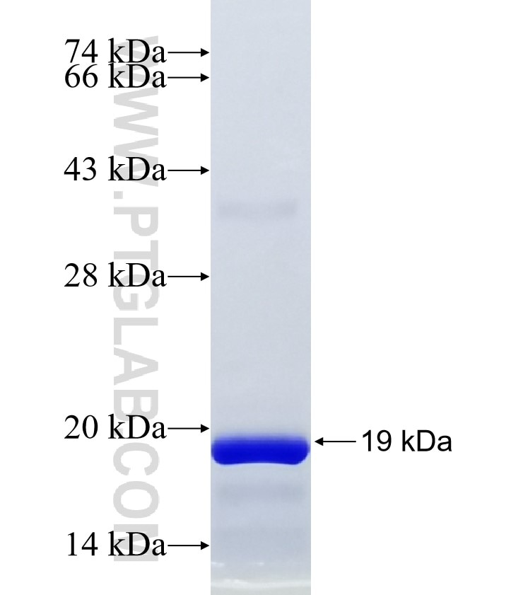 FCRL5 fusion protein Ag24351 SDS-PAGE