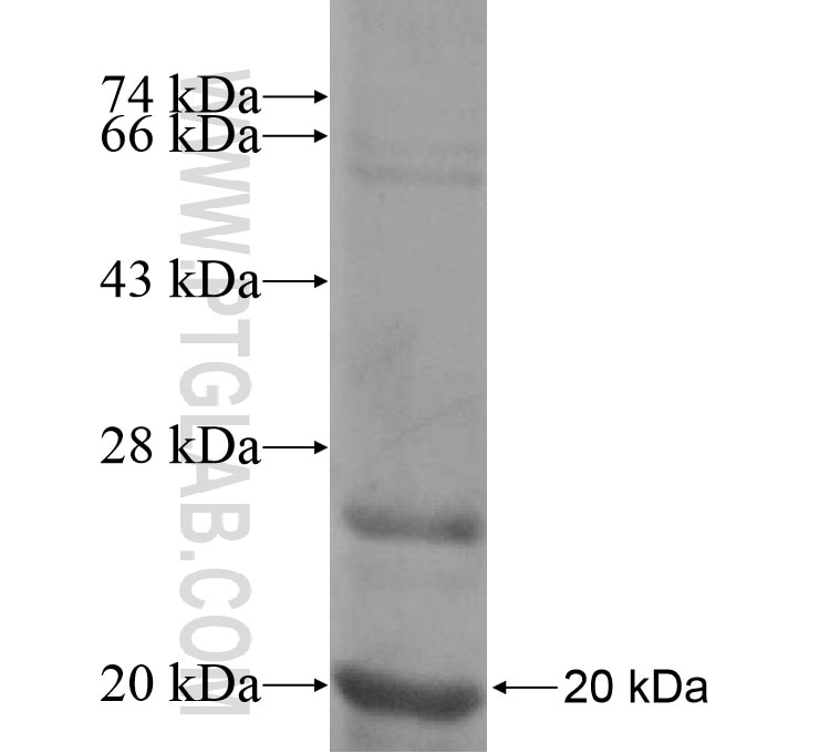 FCRL5 fusion protein Ag15716 SDS-PAGE
