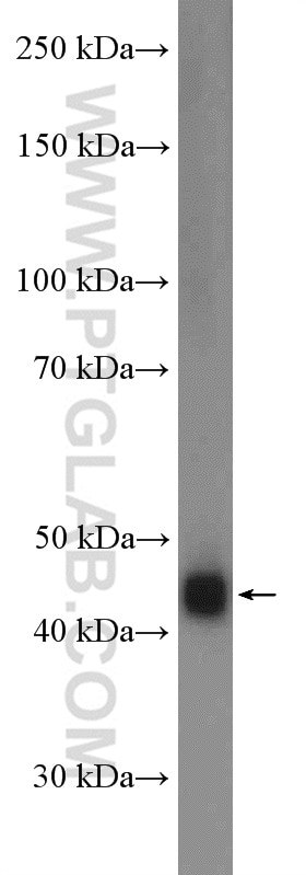 Western Blot (WB) analysis of Daudi  cells using FCRLA Polyclonal antibody (26949-1-AP)