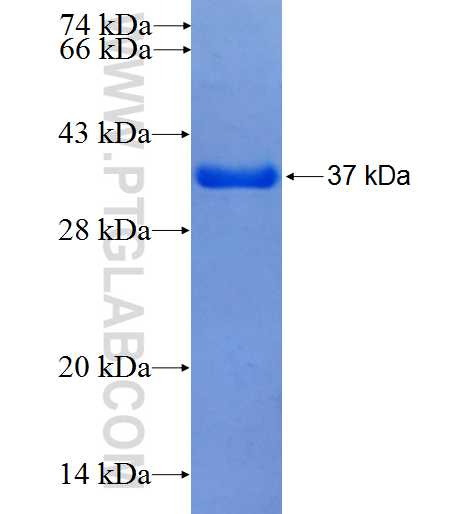 FCRLA fusion protein Ag25331 SDS-PAGE