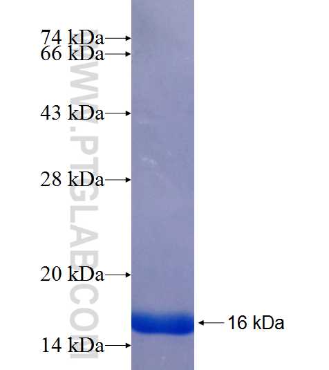 FCRLA fusion protein Ag25343 SDS-PAGE