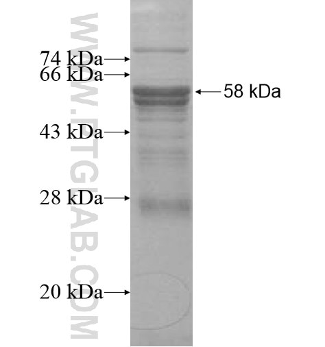 FCRLB fusion protein Ag10356 SDS-PAGE