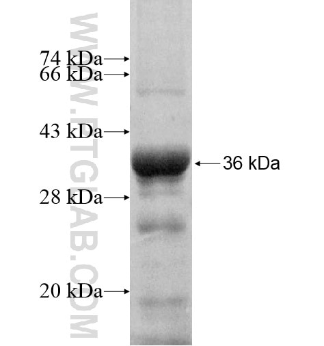 FCRLB fusion protein Ag10482 SDS-PAGE