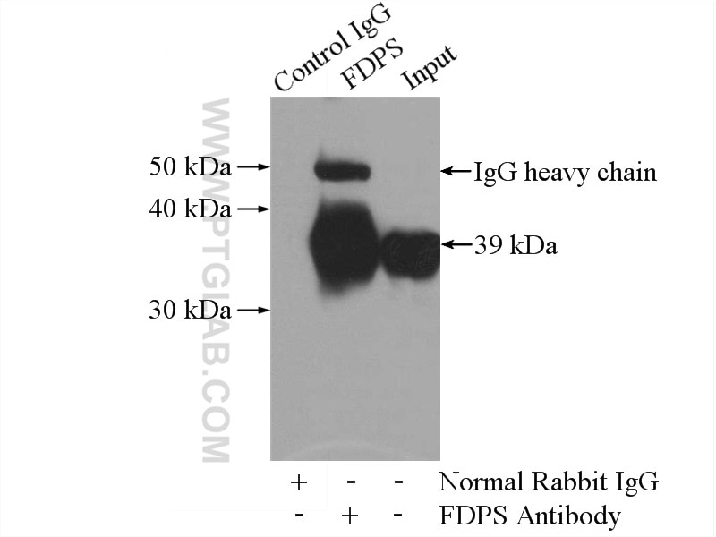 Immunoprecipitation (IP) experiment of mouse liver tissue using FDPS Polyclonal antibody (16129-1-AP)