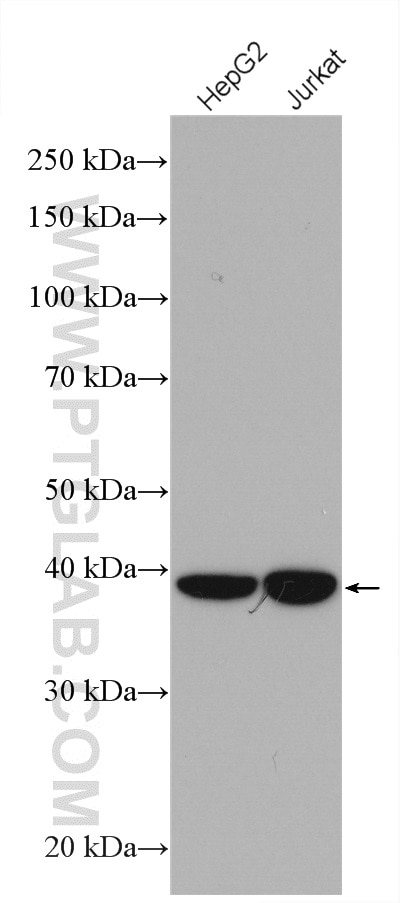 Western Blot (WB) analysis of various lysates using FDPS Polyclonal antibody (16129-1-AP)