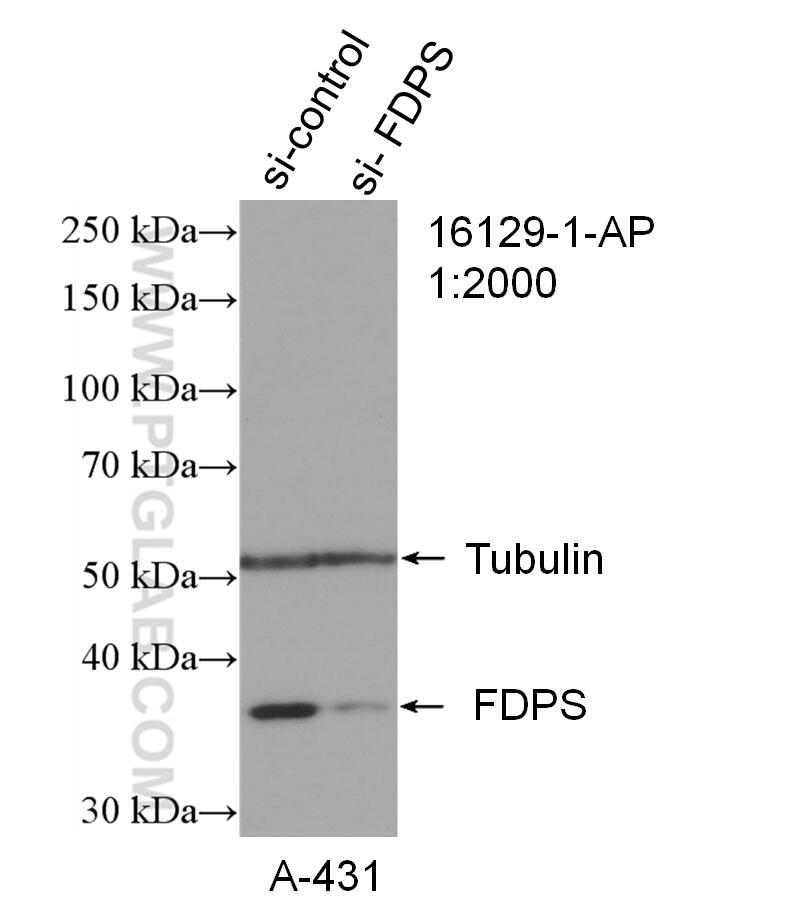 Western Blot (WB) analysis of A431 cells using FDPS Polyclonal antibody (16129-1-AP)