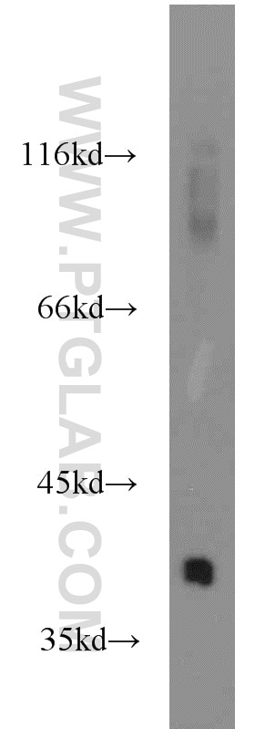 Western Blot (WB) analysis of rat liver tissue using FDPS Polyclonal antibody (16129-1-AP)