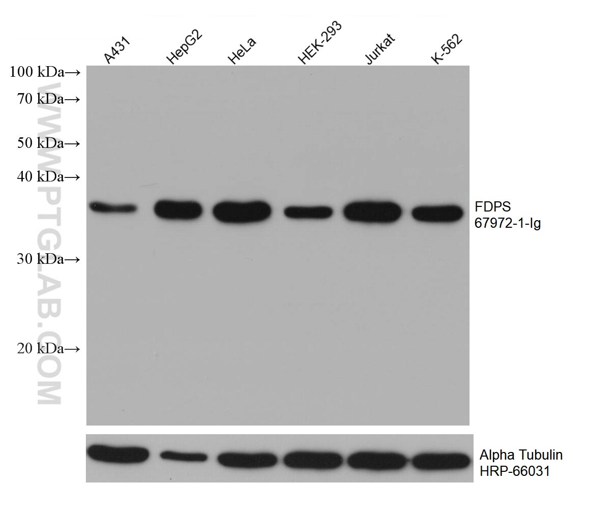Western Blot (WB) analysis of various lysates using FDPS Monoclonal antibody (67972-1-Ig)