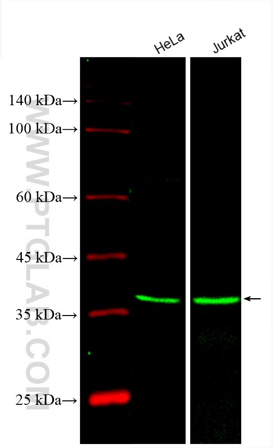 Western Blot (WB) analysis of various lysates using CoraLite® Plus 488-conjugated FDPS Monoclonal anti (CL488-67972)