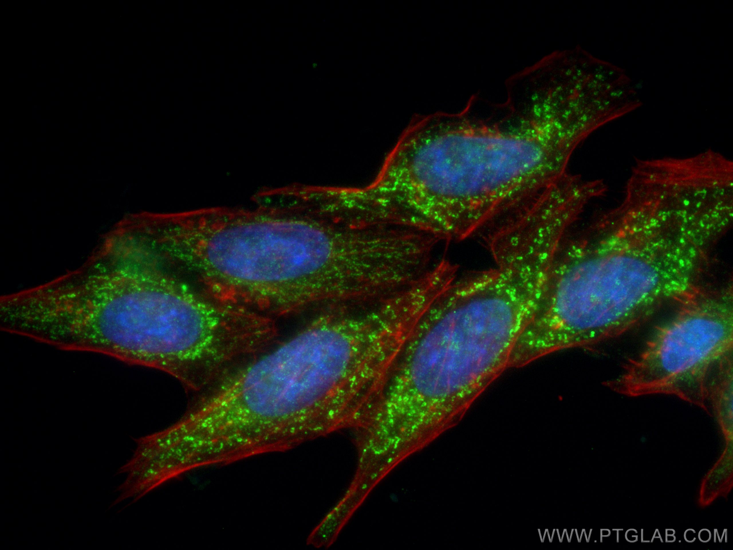 Immunofluorescence (IF) / fluorescent staining of HepG2 cells using FDX1 Polyclonal antibody (12592-1-AP)
