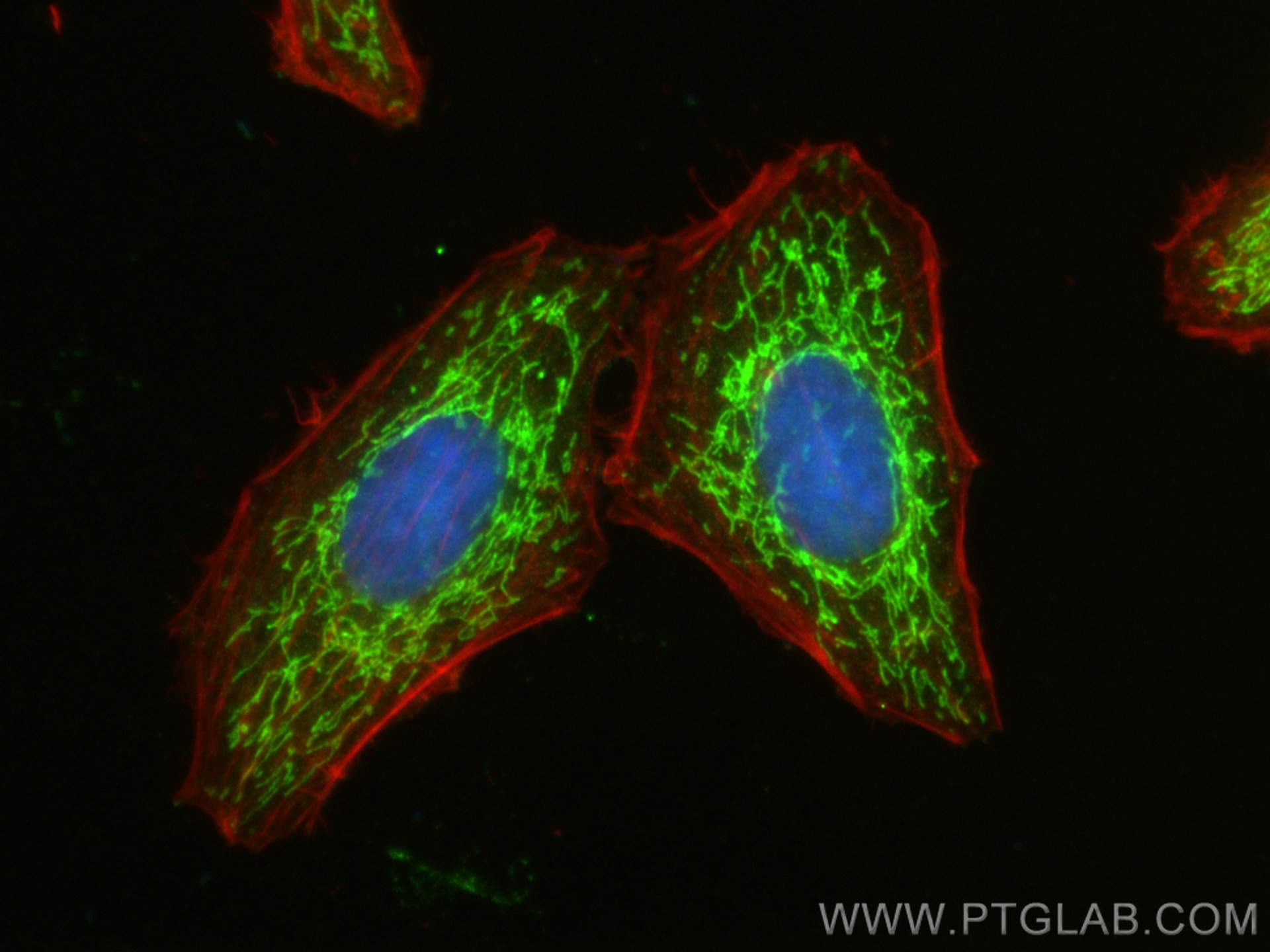 Immunofluorescence (IF) / fluorescent staining of HepG2 cells using FDX1 Polyclonal antibody (12592-1-AP)