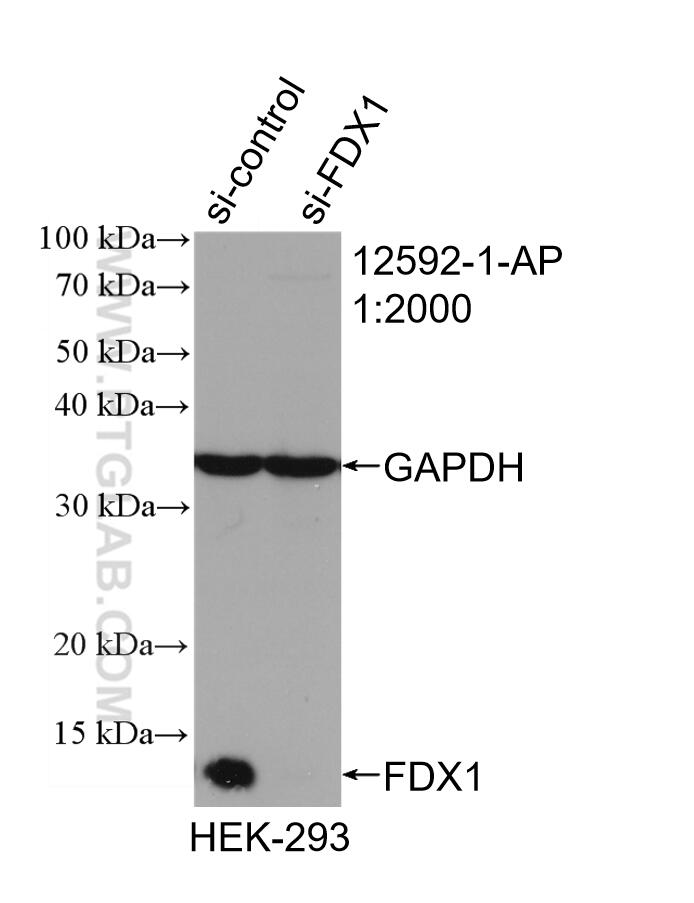 Western Blot (WB) analysis of HEK-293 cells using FDX1 Polyclonal antibody (12592-1-AP)
