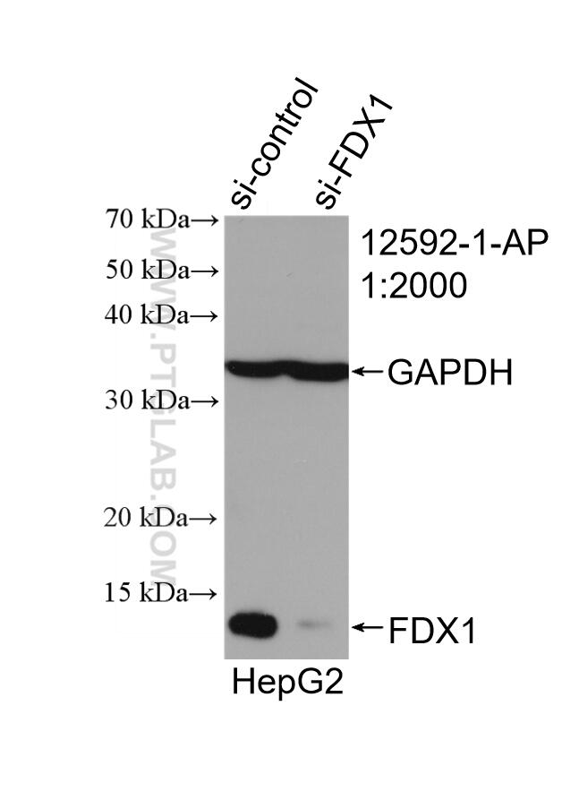 Western Blot (WB) analysis of HepG2 cells using FDX1 Polyclonal antibody (12592-1-AP)