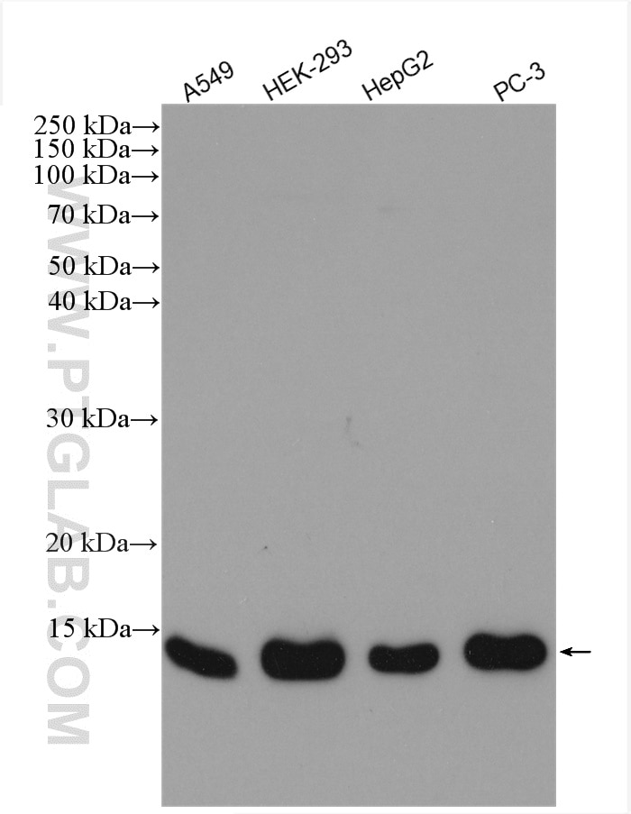 Western Blot (WB) analysis of various lysates using FDX1 Polyclonal antibody (12592-1-AP)