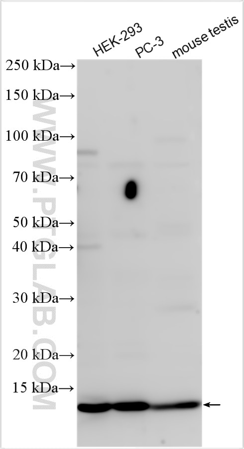 Western Blot (WB) analysis of various lysates using FDX1 Polyclonal antibody (12592-1-AP)