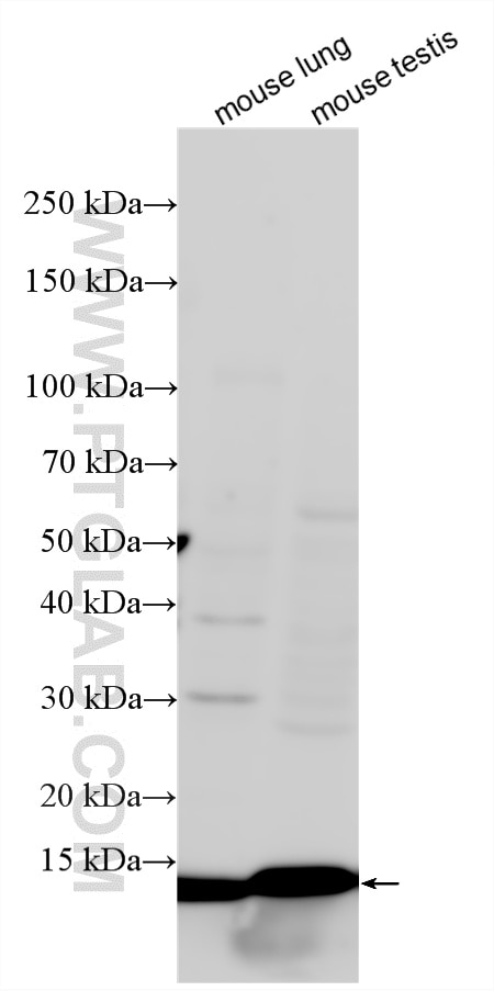Western Blot (WB) analysis of various lysates using FDX1 Polyclonal antibody (34182-1-AP)