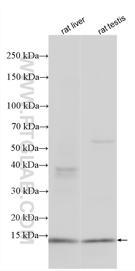 Western Blot (WB) analysis of various lysates using FDX1 Polyclonal antibody (34182-1-AP)