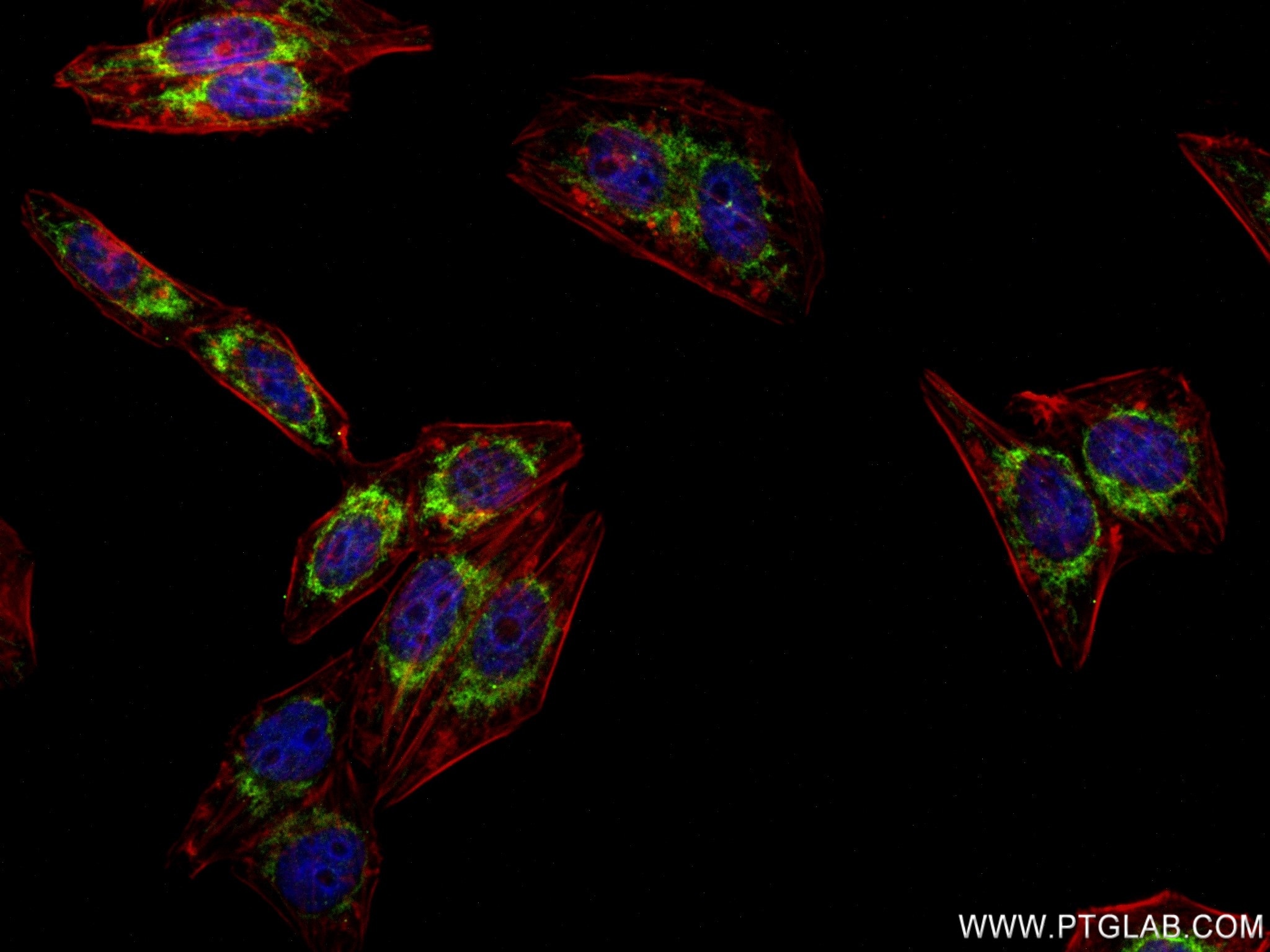 IF Staining of HepG2 using 82957-1-RR