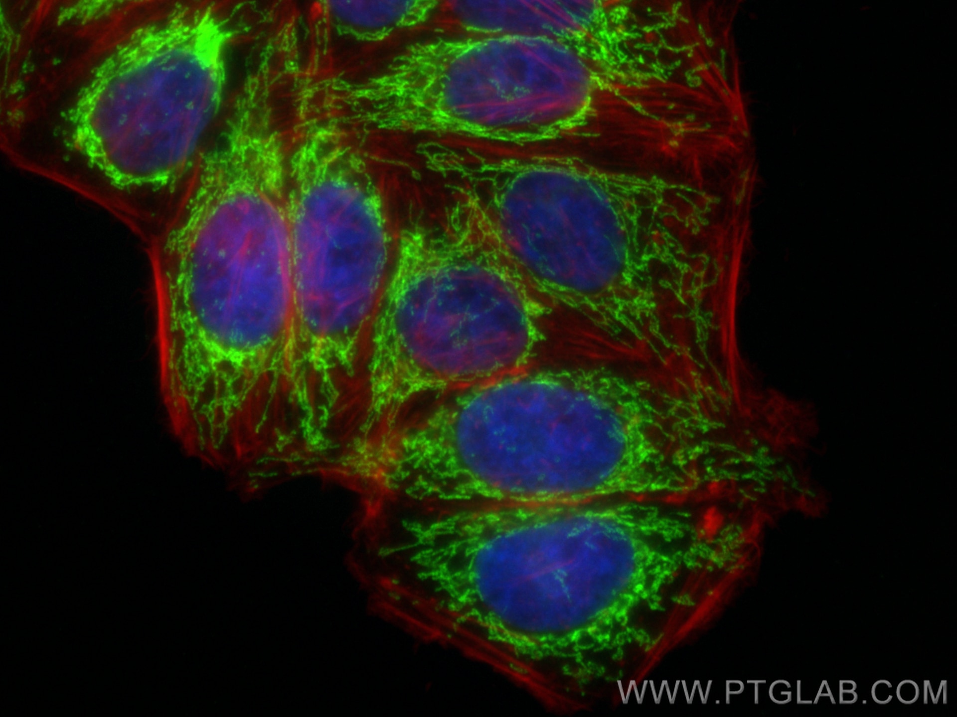 Immunofluorescence (IF) / fluorescent staining of HepG2 cells using FDX1 Recombinant antibody (82957-1-RR)
