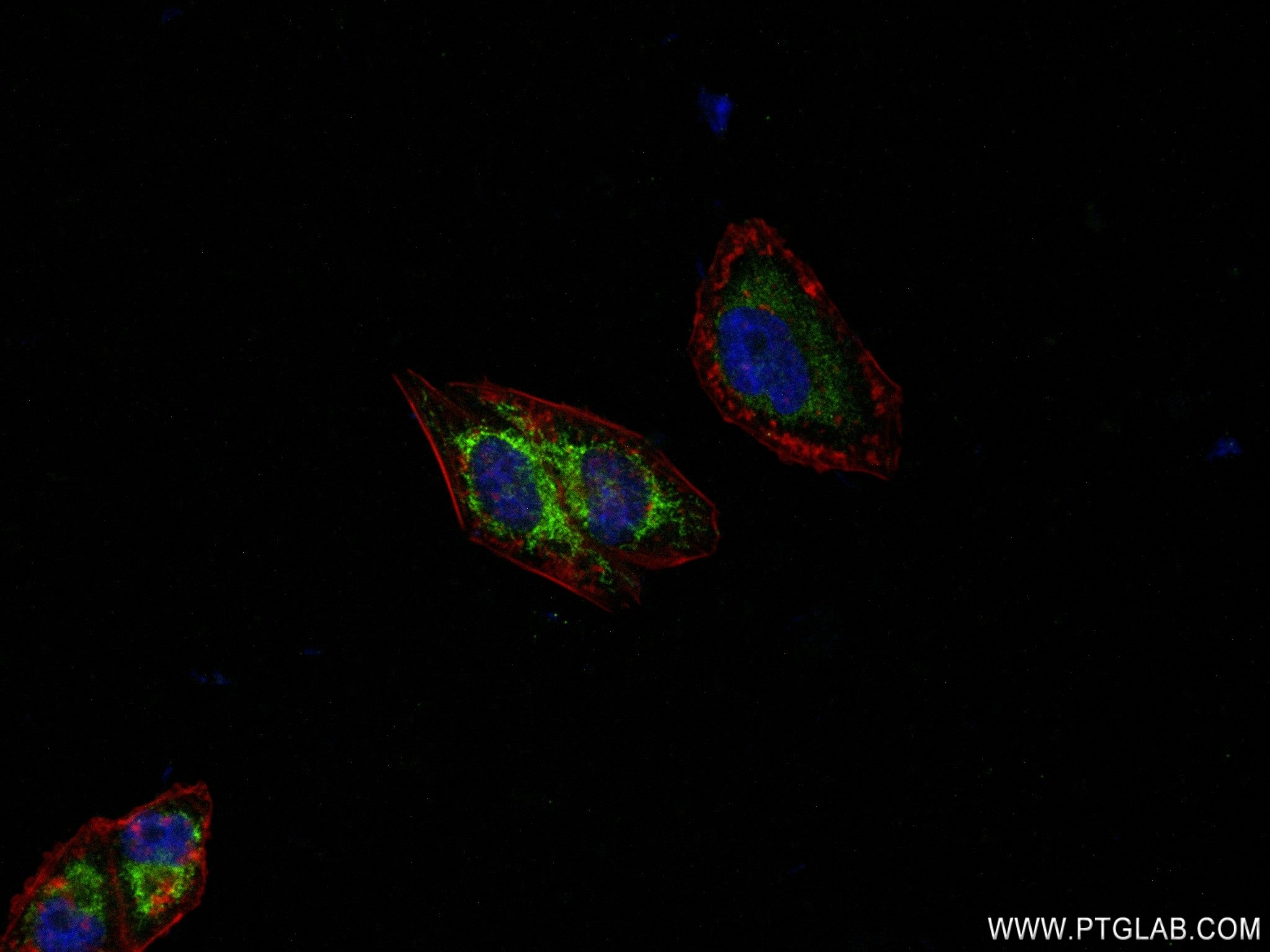 IF Staining of HepG2 using 82957-2-RR