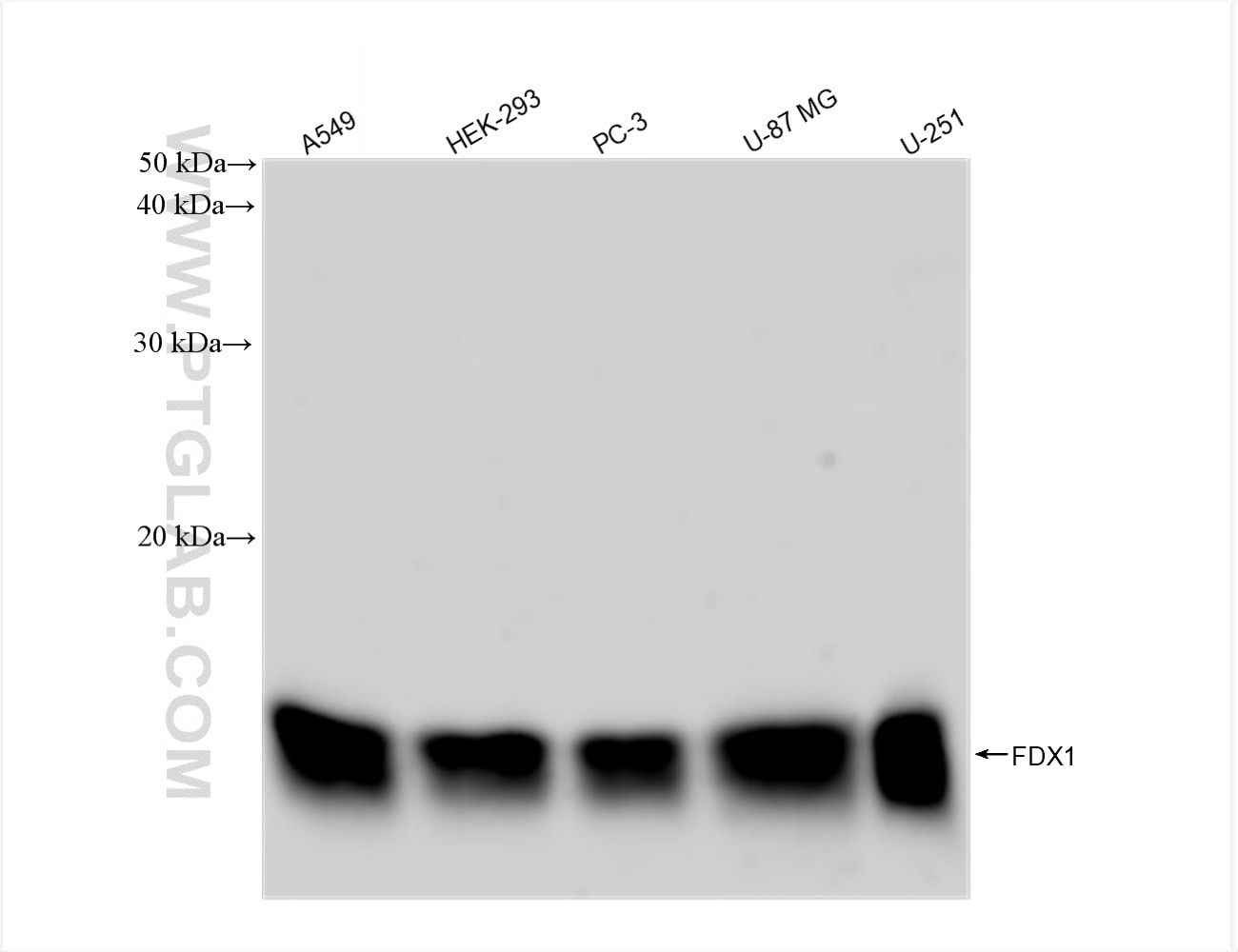 WB analysis using 82957-2-RR