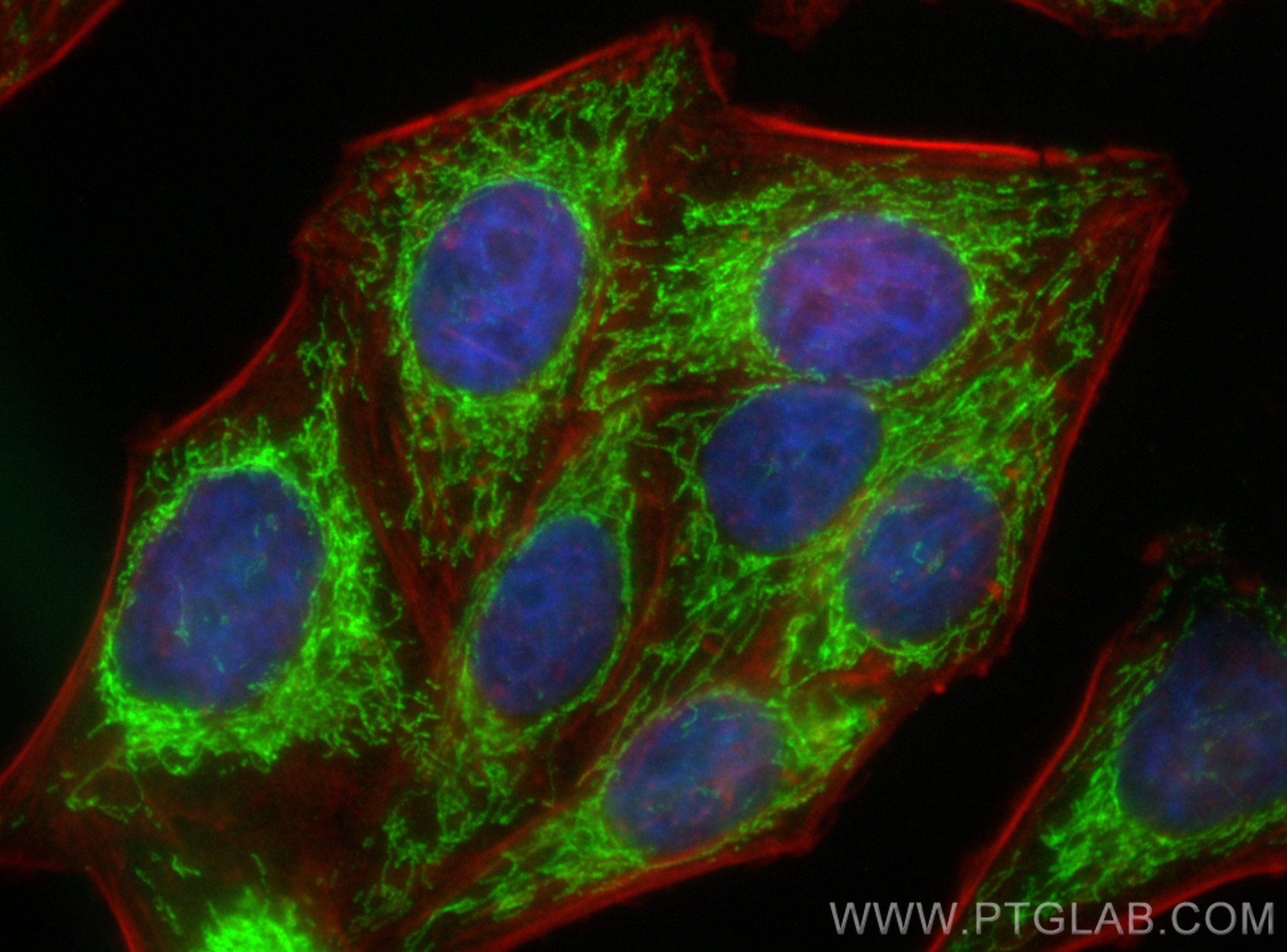 Immunofluorescence (IF) / fluorescent staining of HepG2 cells using CoraLite® Plus 488-conjugated FDX1 Recombinant ant (CL488-82957)