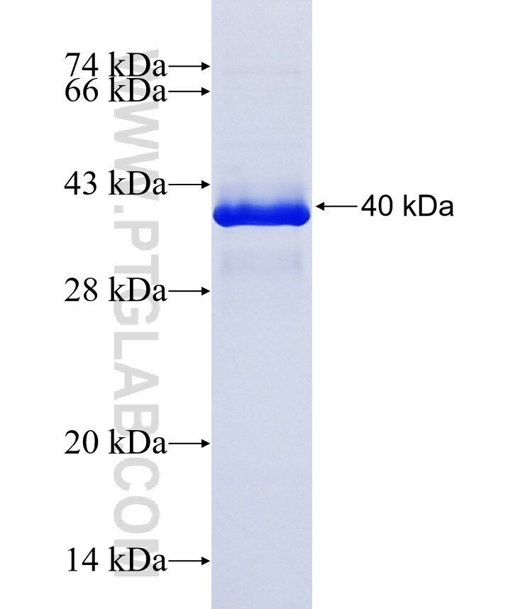 FDX1 fusion protein Ag41687 SDS-PAGE