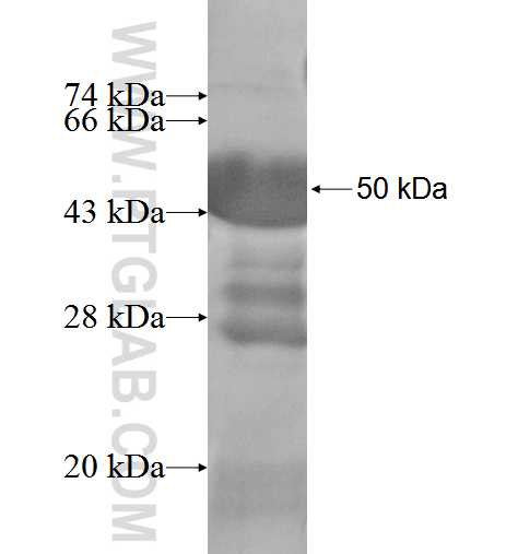 FDX1 fusion protein Ag3301 SDS-PAGE