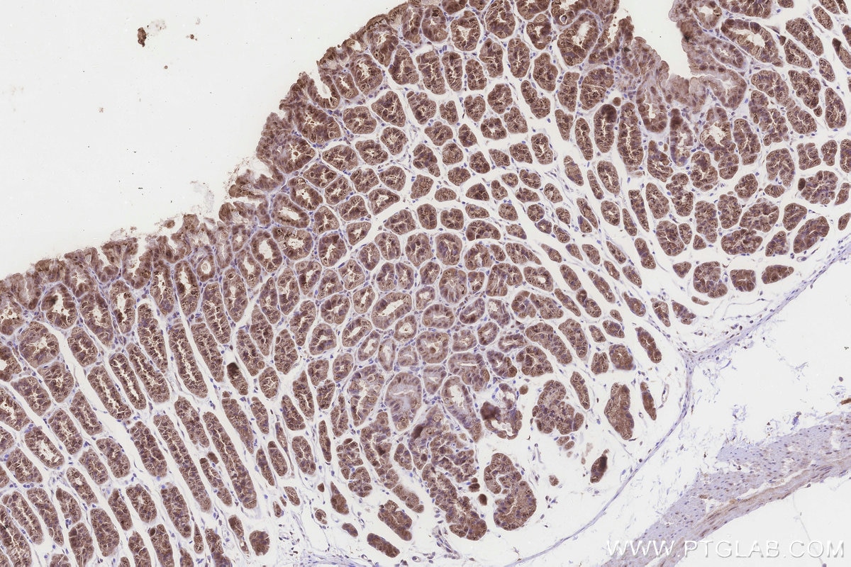 IHC staining of mouse stomach using 32790-1-AP Immunohistochemistry (IHC) staining of mouse stomach tissue using FDX1L Polyclonal antibody (32790-1-AP)