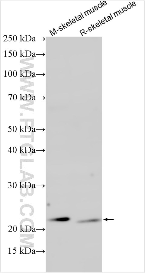 Western Blot (WB) analysis of various lysates using FDX1L Polyclonal antibody (32790-1-AP)