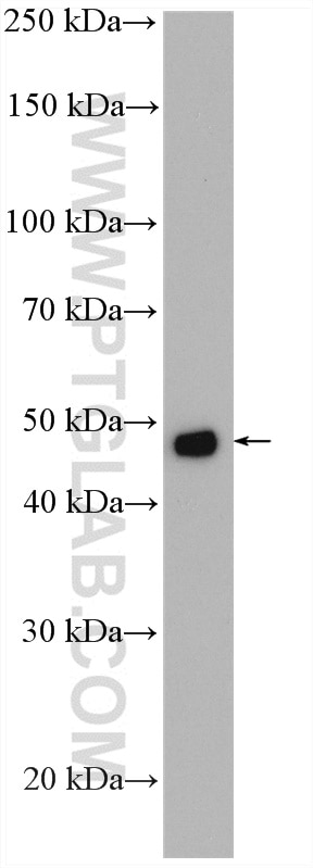 Western Blot (WB) analysis of pig adrenal gland tissue using FDXR Polyclonal antibody (15584-1-AP)