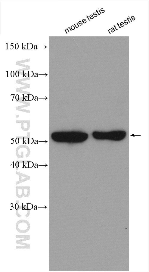 Western Blot (WB) analysis of various lysates using FDXR Polyclonal antibody (15584-1-AP)