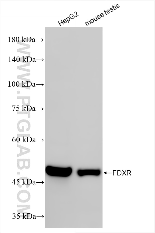 Various lysates were subjected to SDS PAGE followed by western blot with 86431-1-RR (FDXR antibody) at dilution of 1:10000 incubated at room temperature for 1.5 hours. Western Blot (WB) analysis of various lysates using FDXR Recombinant antibody (86431-1-RR)