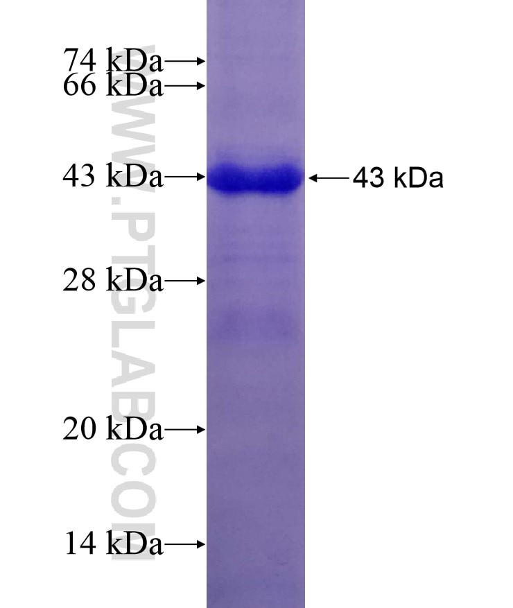 FDXR fusion protein Ag7129 SDS-PAGE