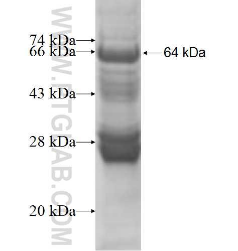 FDXR fusion protein Ag7145 SDS-PAGE