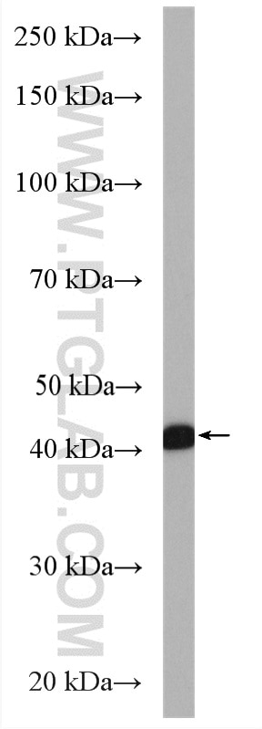 Western Blot (WB) analysis of HepG2 cells using FECH Polyclonal antibody (14466-1-AP)